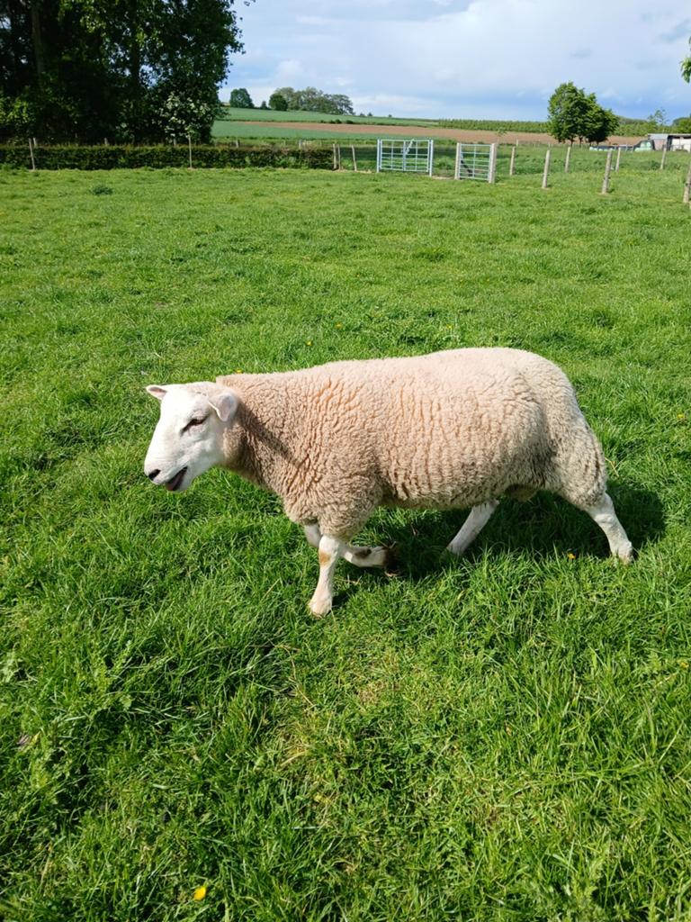 Swifter ooilammeren