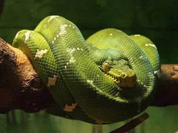 corallus caninus (recherche), Animaux & Accessoires, Serpent