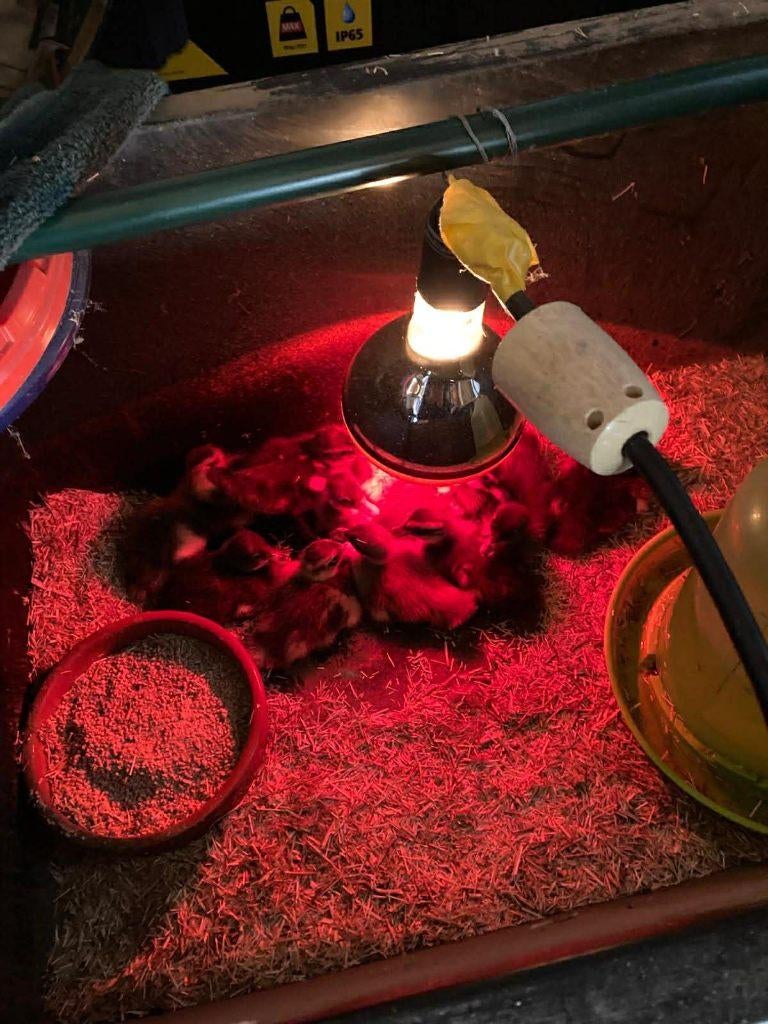 Bonte indische loopeendjes, Animaux & Accessoires, Volatiles, Sexe inconnu, Canard