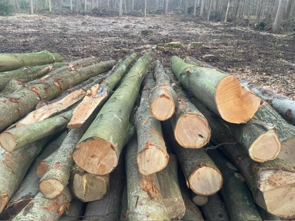 troncs d'arbres à vendre pour le bois de chauffage, 6 m³ ou plus, Enlèvement, Chêne, Troncs d'arbres