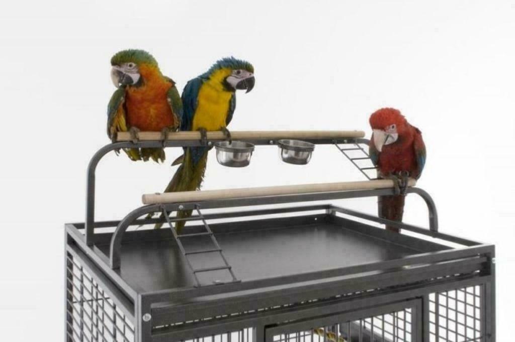 Cage perroquet XXL ara amazone cacatoes cage gris gabon NEUF, Animaux & Accessoires, Envoi, Neuf, Métal, Autres types