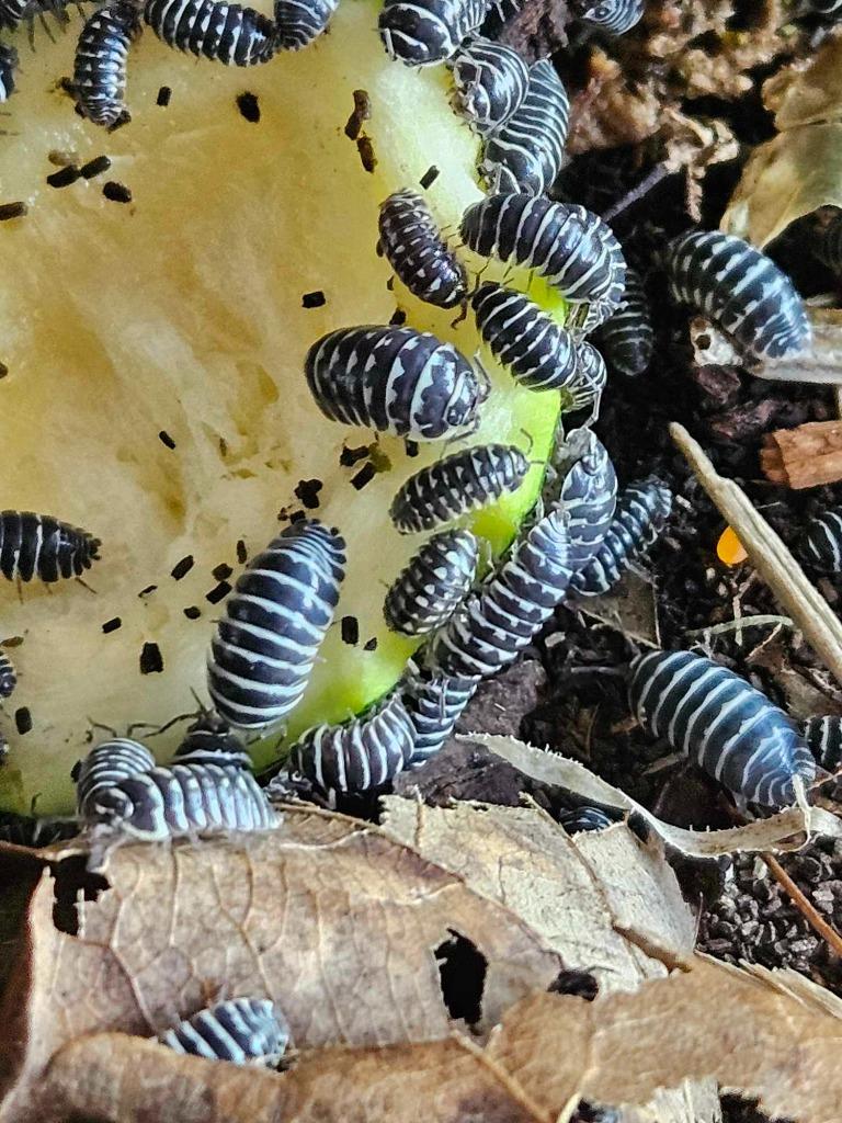 Différentes espèces isopodes cloportes, Plusieurs animaux