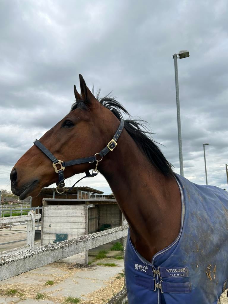 Super paard te koop, Hongre