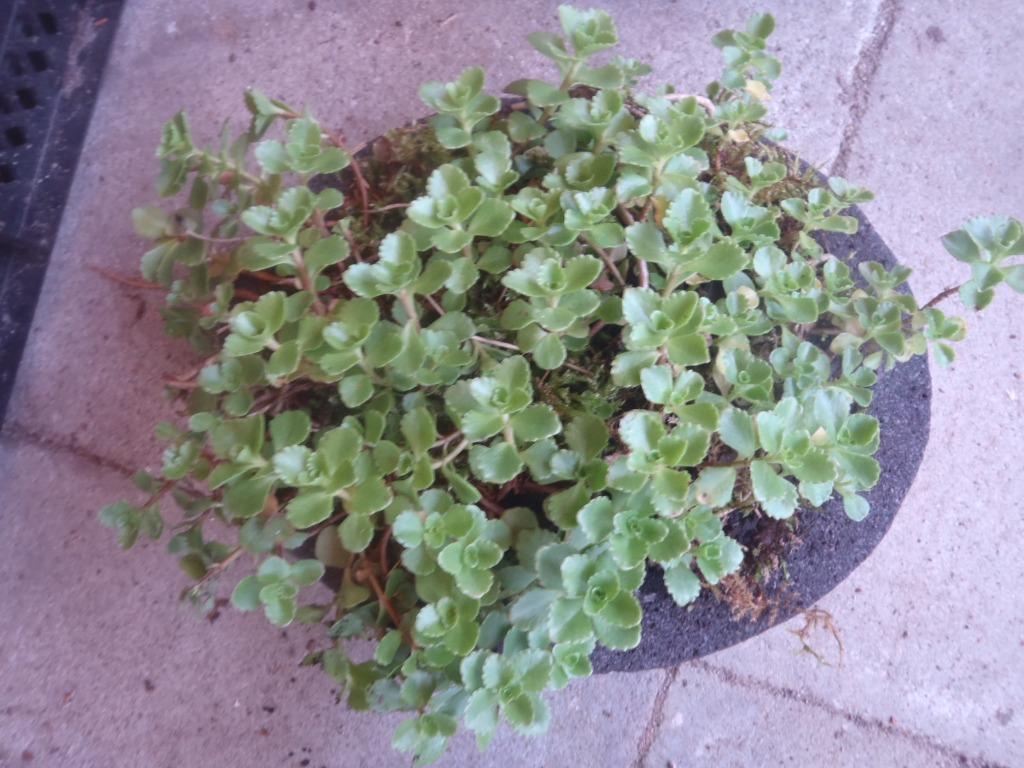 lavasteen schaal met Sedums 23 x 18 x 6 cm, Tuin en Terras, Ophalen, Bodembedekkers, Volle zon, Vaste plant