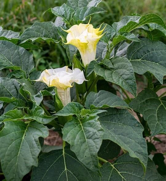 Zaden van  witte Datura oogst 2025, Tuin en Terras, Ophalen of Verzenden, Gehele jaar, Zaad