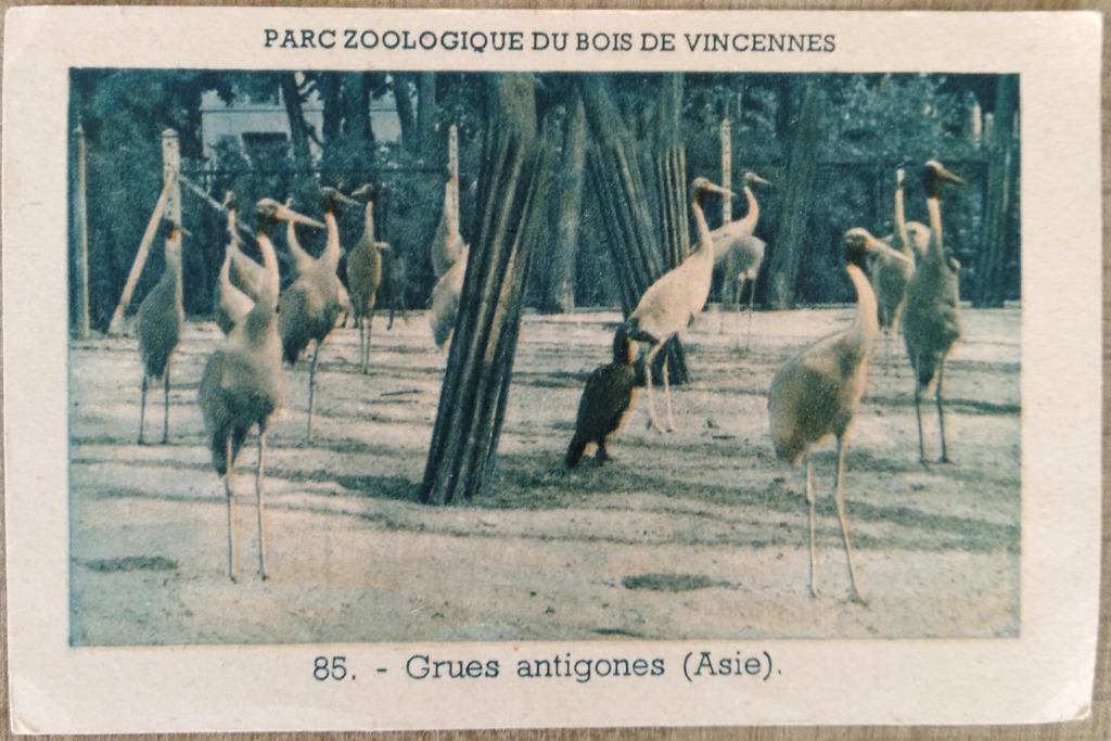 Oude prent over Kraanvogels (Pharmacie Bouchez), Enlèvement ou Envoi, Utilisé, Animal, Gravure