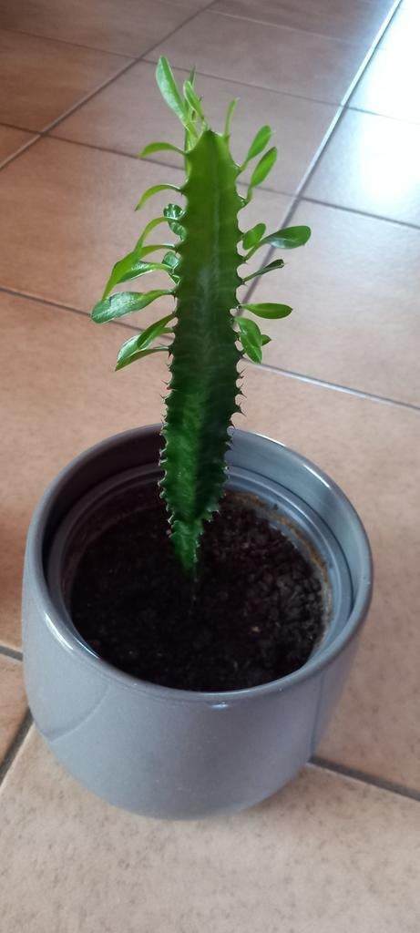 Cactus, Enlèvement ou Envoi, Cactus, Ombre partielle, Moins de 100 cm