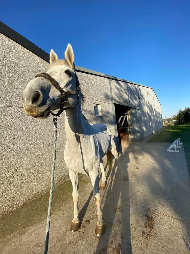 Scheren van paarden en pony’s
