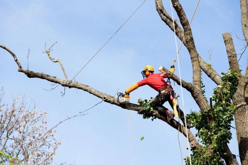 Snoeien en vellen van bomen, Enlèvement