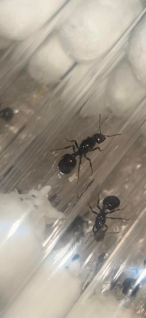 Messor barbarus queen+broed / mieren ant kolonie, Dieren en Toebehoren, Mieren
