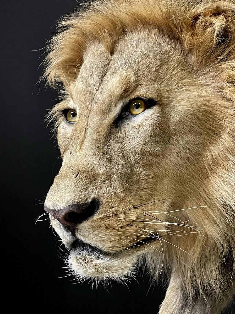 Taxidermie, Juin, Mâle