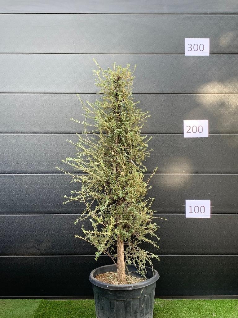 Unieke Kurkeik quercus suber 200-250cm hoog 150l pot, Bloeit niet, Overige soorten, 100 tot 250 cm, Ophalen