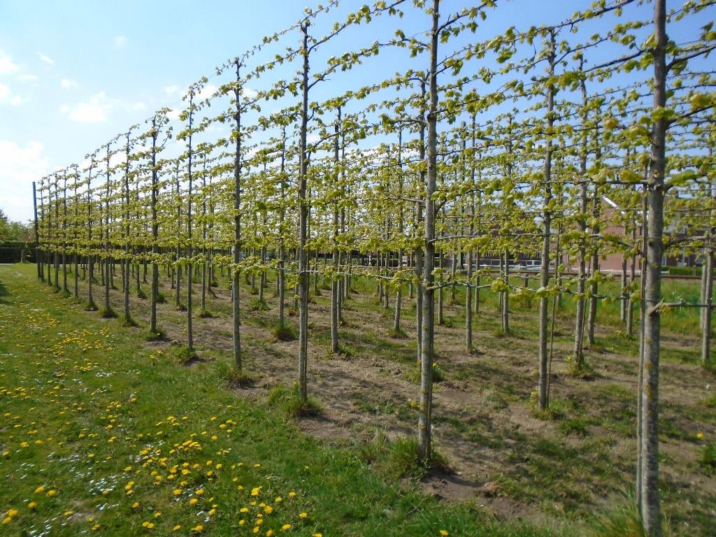 leilinde XL, Tuin en Terras, Planten | Bomen, Ophalen, Leiboom, 400 cm of meer