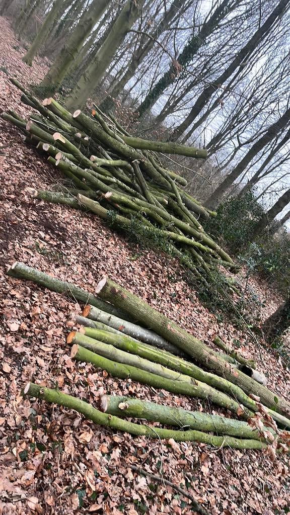 Brand hout eik en beuk op stam +-7 sterre, Tuin en Terras, Brandhout, 3 tot 6 m³, Ophalen, Eikenhout, Stammen