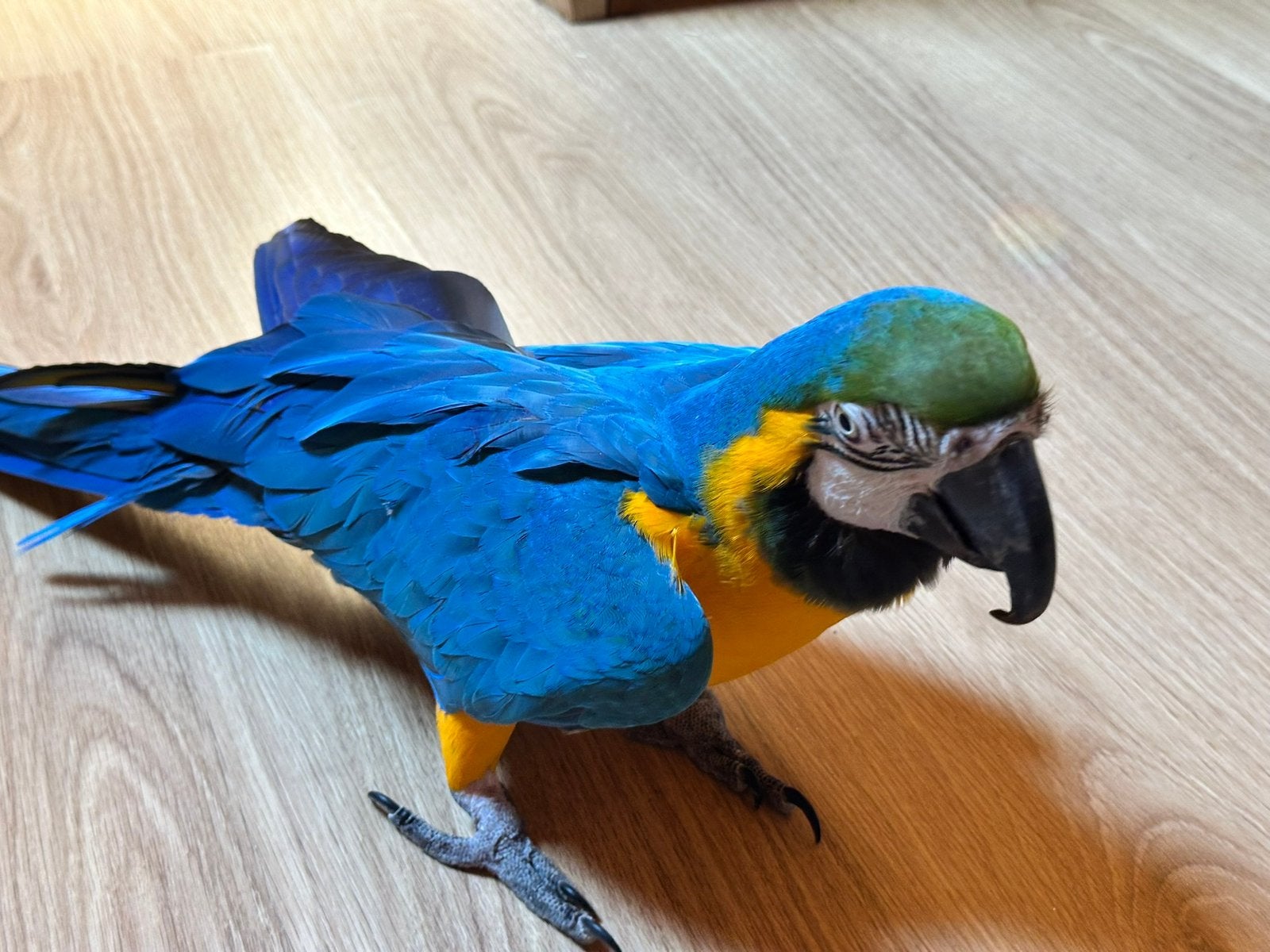 Handtamme blauwgele ara zoekt nieuwe thuis, Dieren en Toebehoren, Papegaai