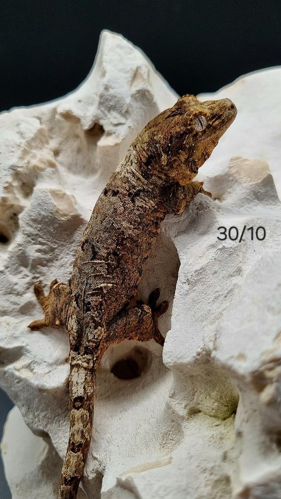 Chahoua white collar, Dieren en Toebehoren, Reptielen en Amfibieën