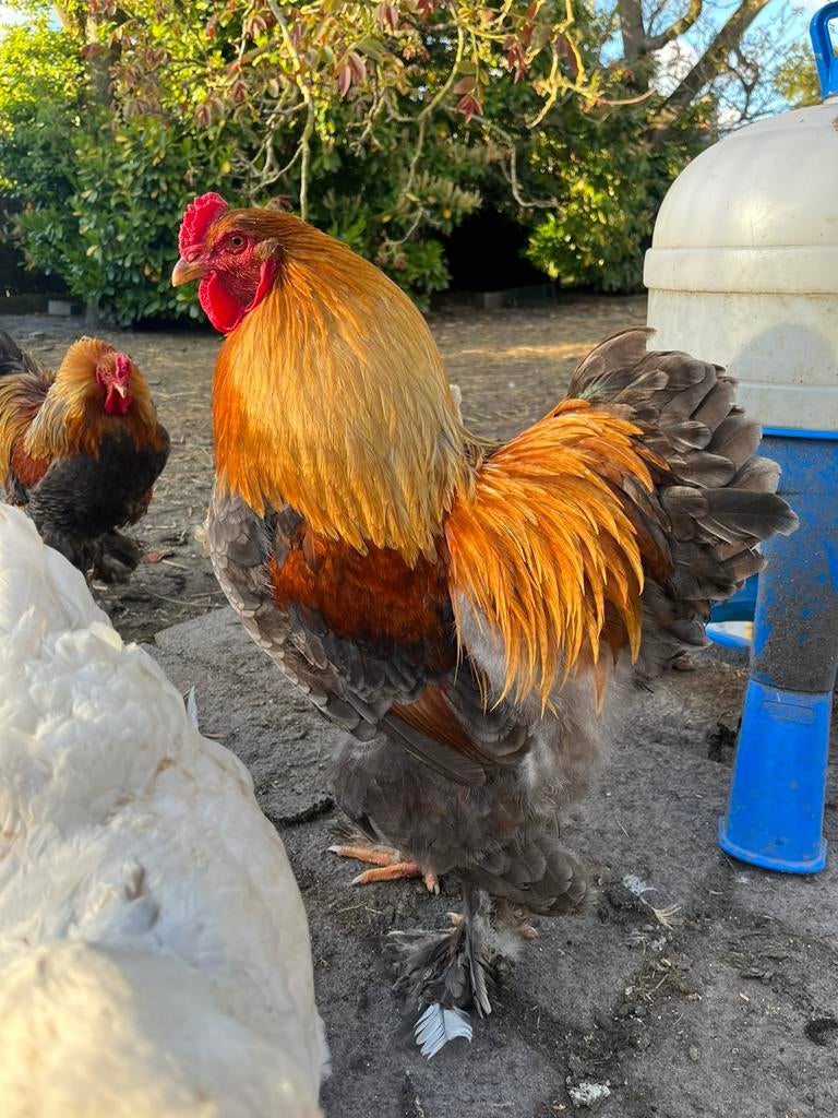 Brahma, Dieren en Toebehoren