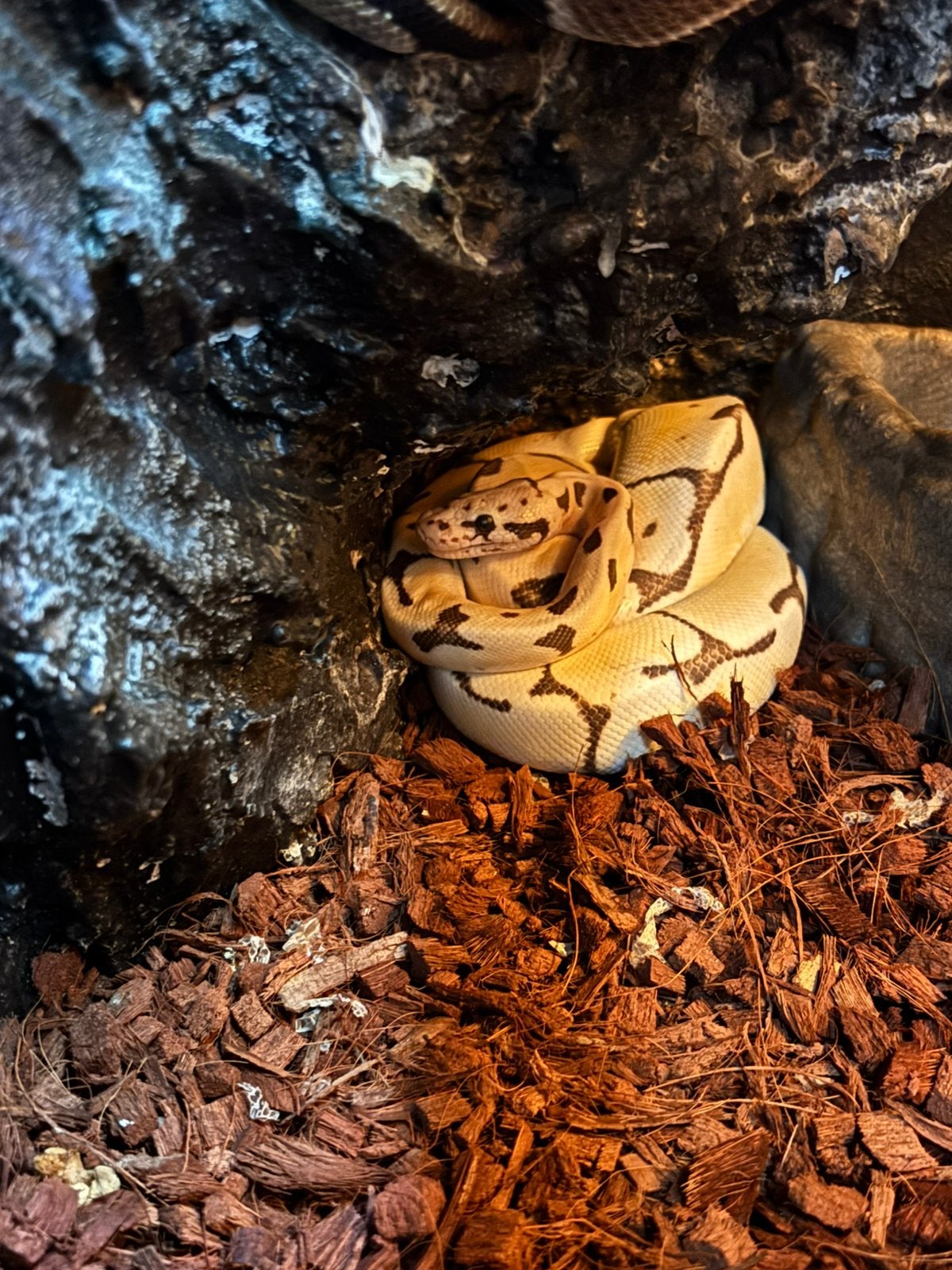 1.0 Python Regius Pastel Spider Dessert Ghost, Dieren en Toebehoren, Reptielen en Amfibieën