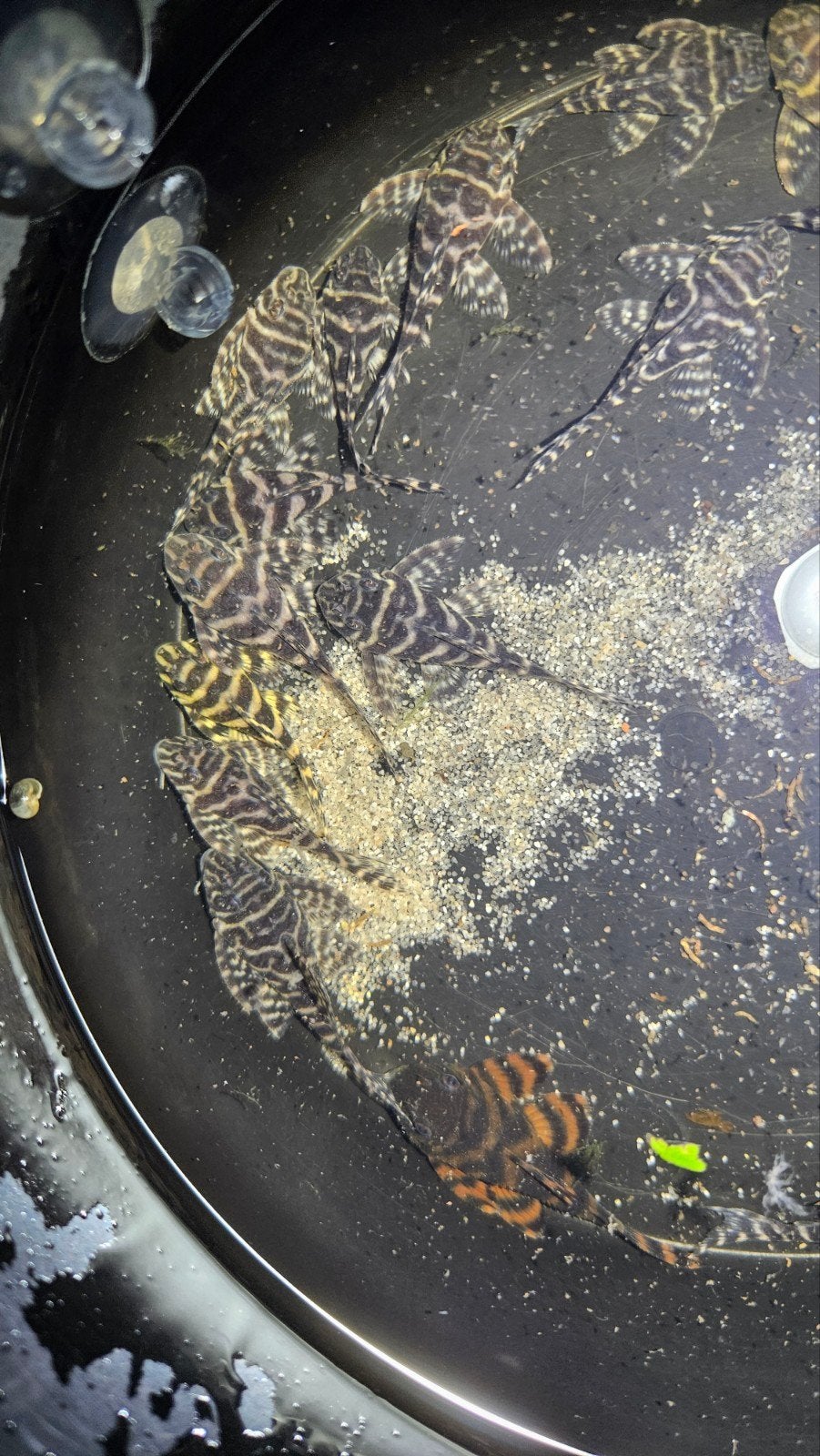 L333 King Tiger Pleco—Prachtige contrastrijke maat!, Dieren en Toebehoren, Vis, Zoetwatervis