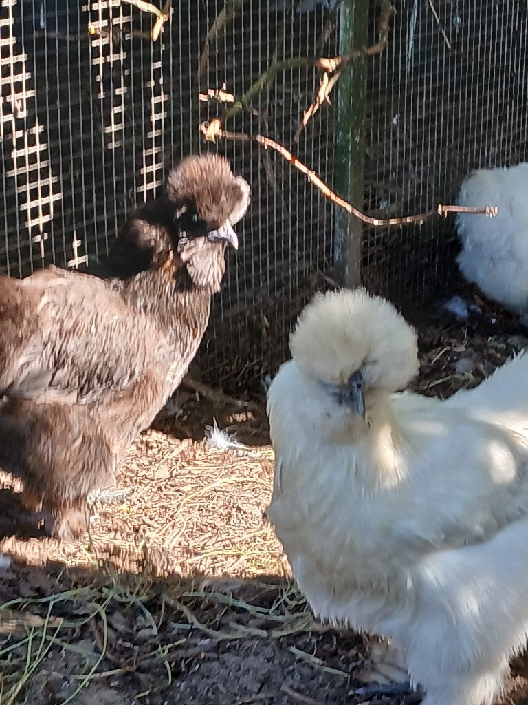Zijdehoenders hennen en hanen, Dieren en Toebehoren, Pluimvee