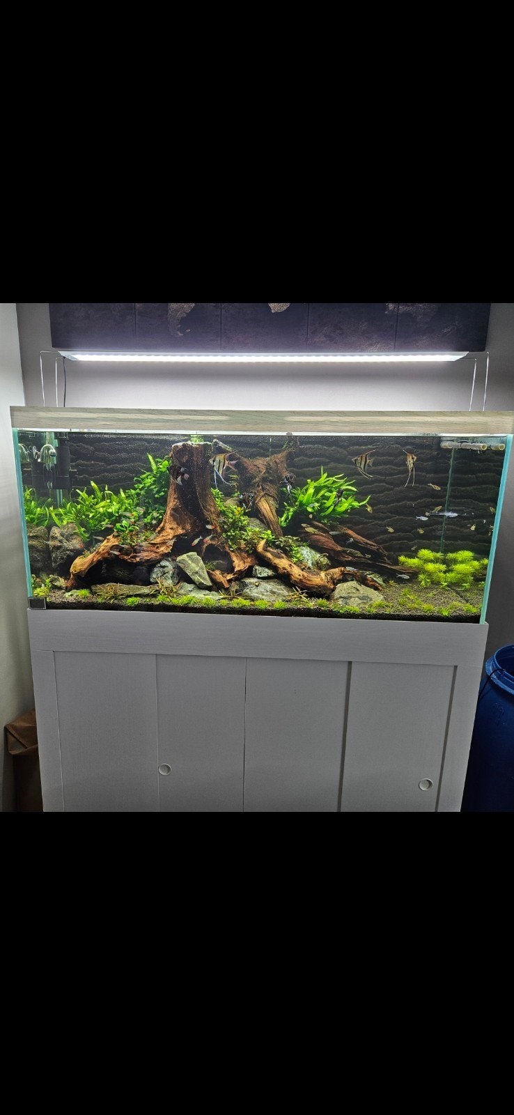 aquarium, Animaux & Accessoires, Enlèvement