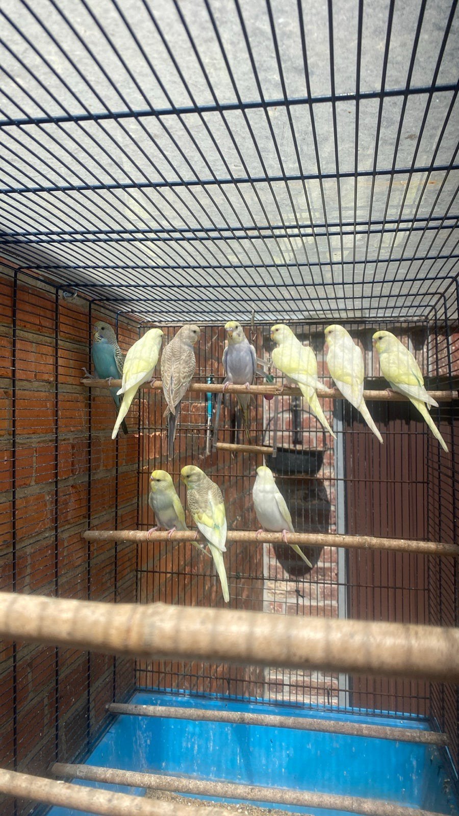 Grasparkieten te koop., Plusieurs animaux, Perruche