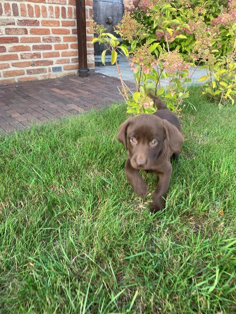 Chiots labrador en chocolat, Hépatite contagieuse (maladie de Rubarth), 8 à 15 semaines, Labrador retriever, Plusieurs