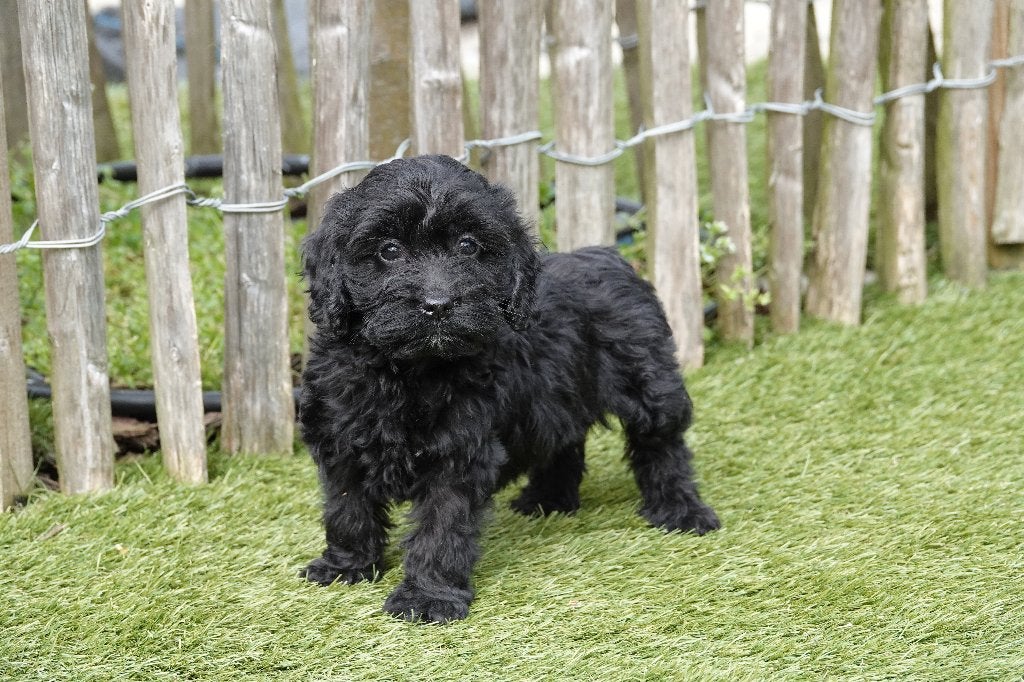 Zwarte Cockapoo pups, geteste ouders, Parvo, België, 15 weken tot 1 jaar, Overige rassen