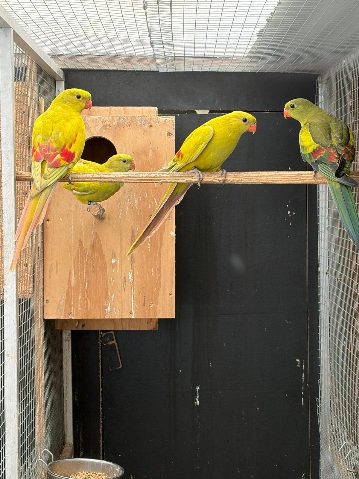Pastel Bergparkieten, Dieren en Toebehoren, Vogels | Parkieten en Papegaaien