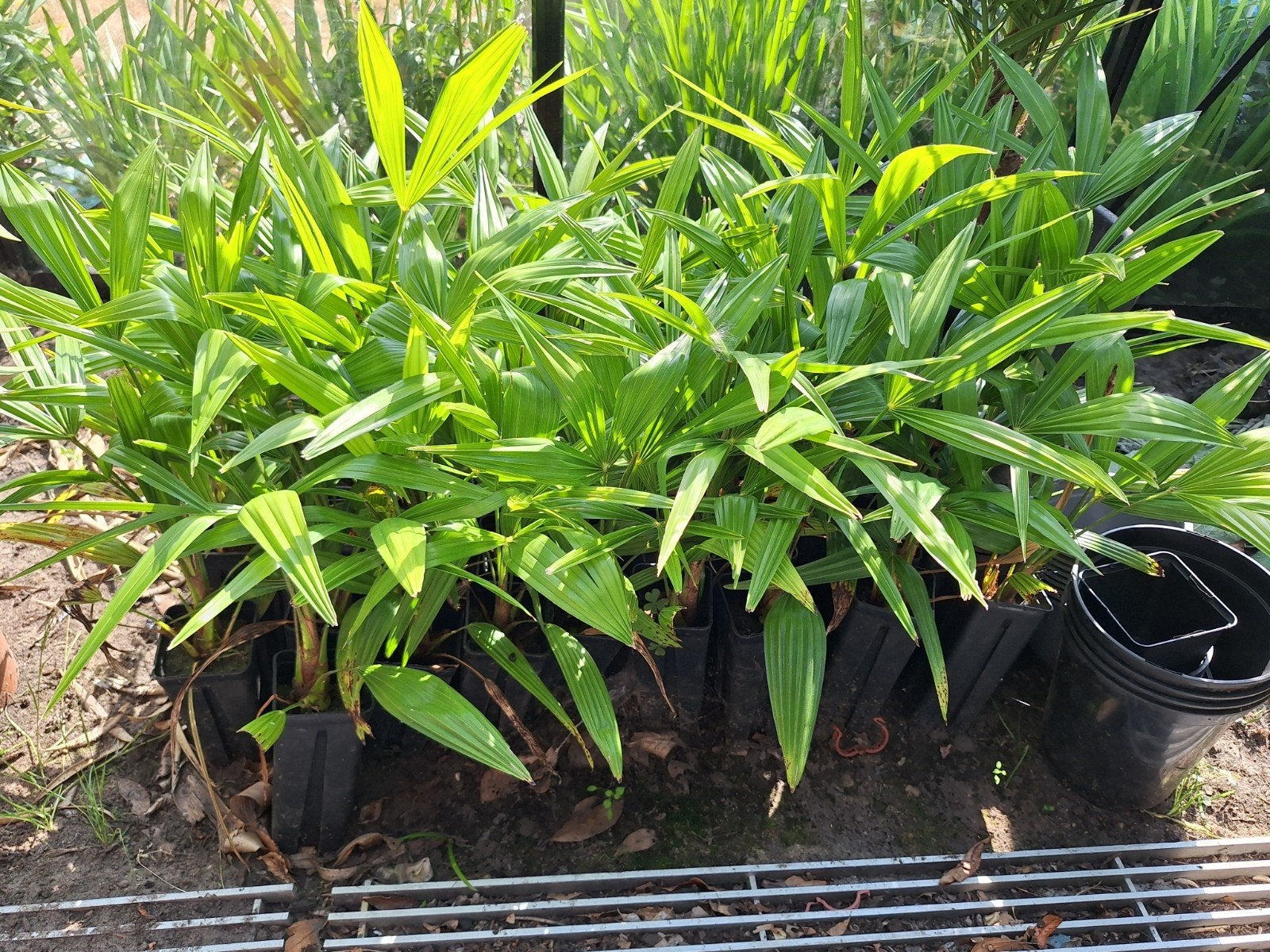 Trachycarpus fortunei plantjes, palmboom., Enlèvement