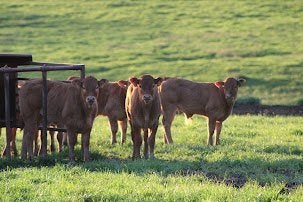 Frankrijk: Morvan: Genieten en onthaasten..., Vakantie, Vakantiehuizen | Frankrijk, 4 of meer slaapkamers, Bourgogne, Eigenaar