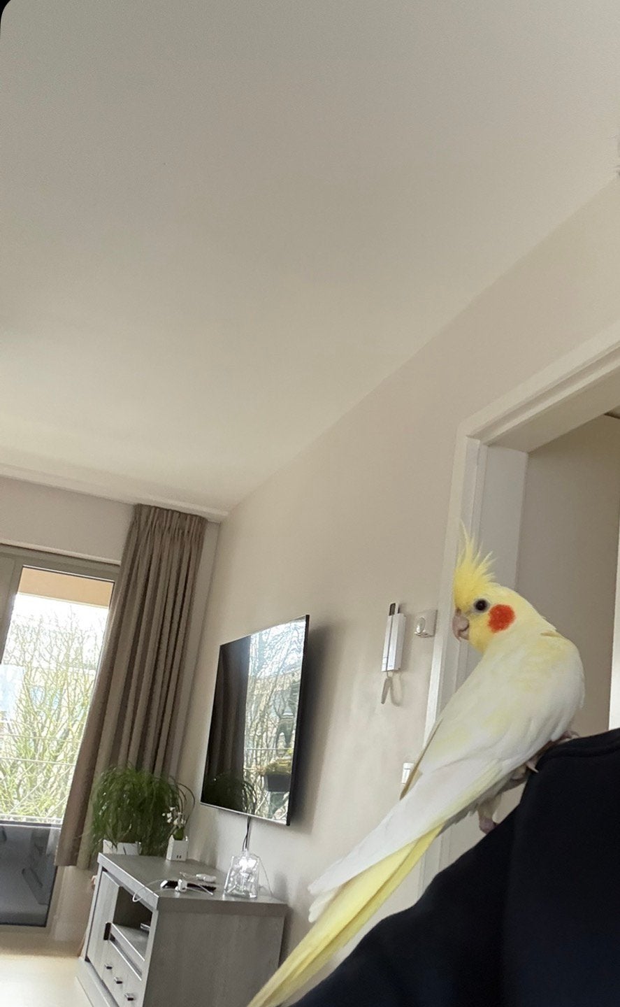 Vogel(valkparkiet) genaamd cookie vermist, Dieren en Toebehoren, Vogels | Parkieten en Papegaaien, Mannelijk, Parkiet, Geringd
