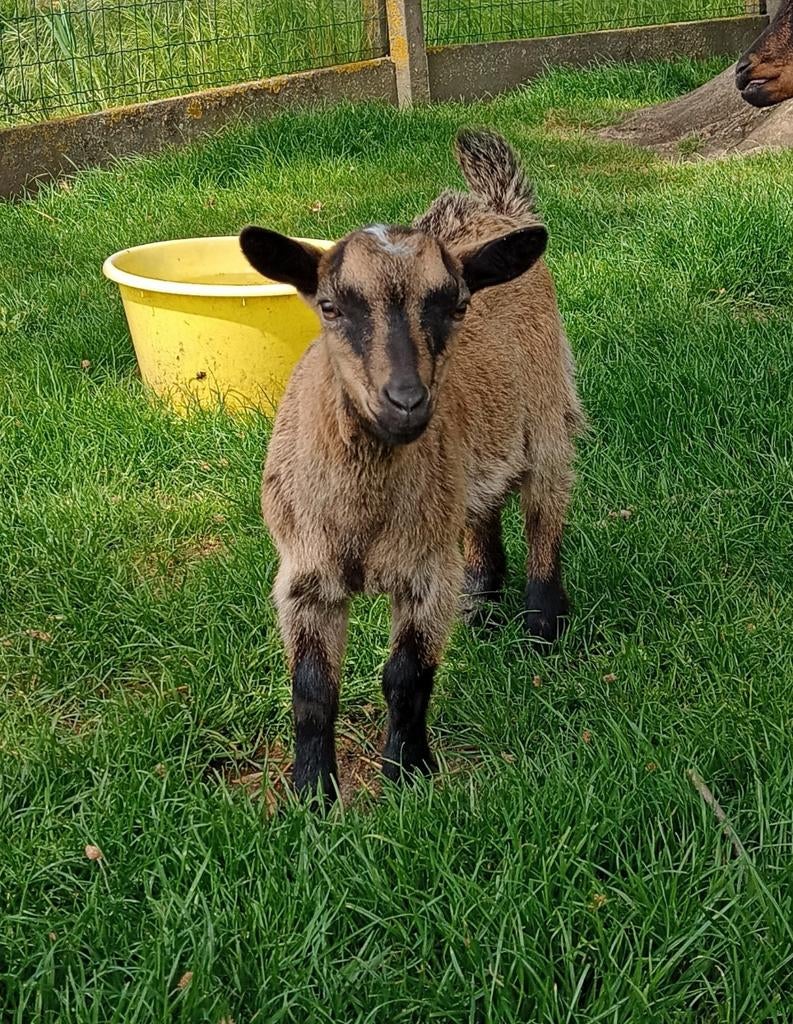 Jong dwerggeit bokje zonder horentjes, Dieren en Toebehoren
