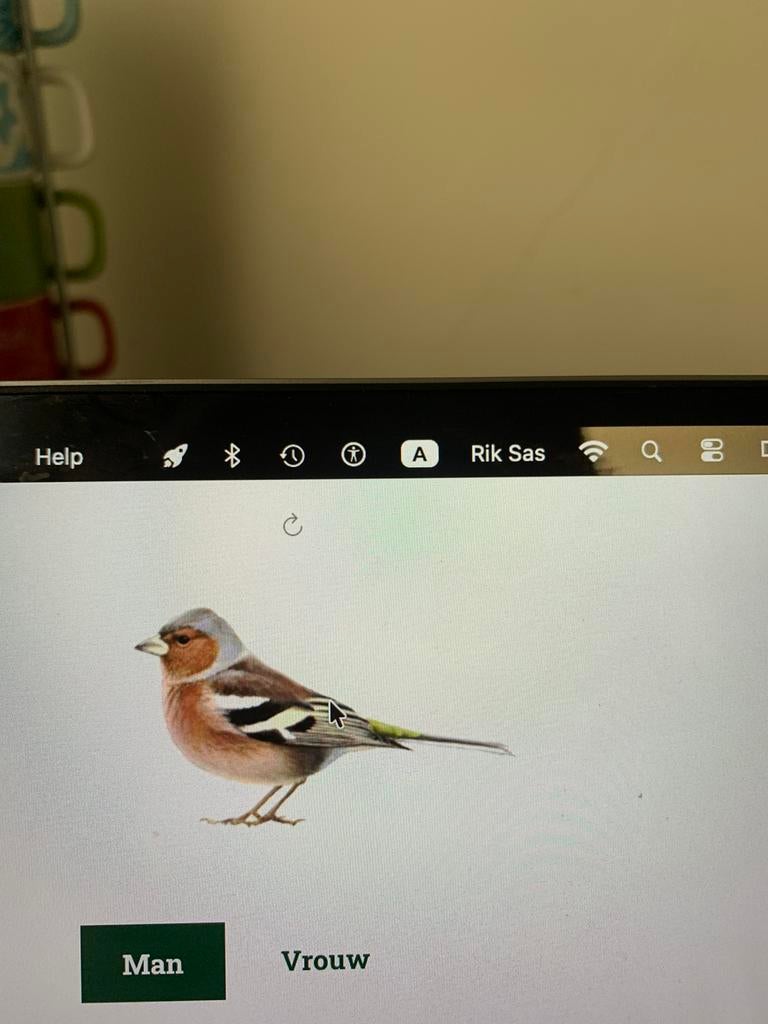 Botvink Eigen kweek, Dieren en Toebehoren, Mannelijk, Geringd