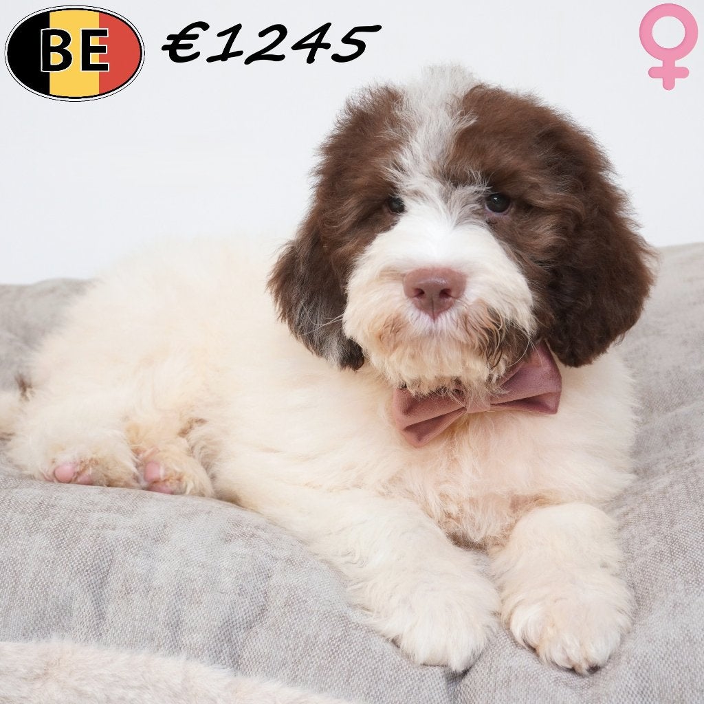 Lagotto Romagnolo, chiots belges à vendre, 15 semaines à 1 an, Commerçant, Maladie de Carré (chiens), Autres races