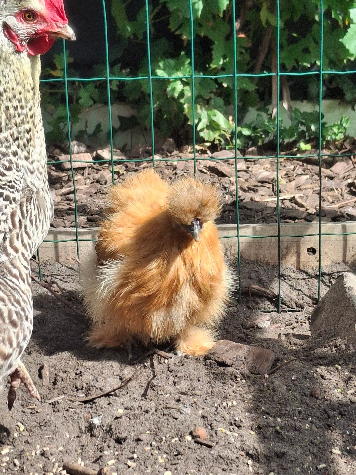 koppel zijdehoen citroen x meerzomig patrijs, Dieren en Toebehoren, Pluimvee, Meerdere dieren, Kip
