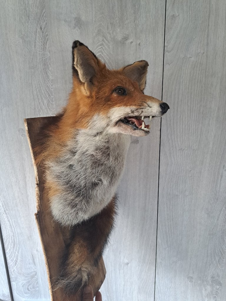 Taxidermie, Enlèvement, Neuf, Animal sauvage, Animal empaillé