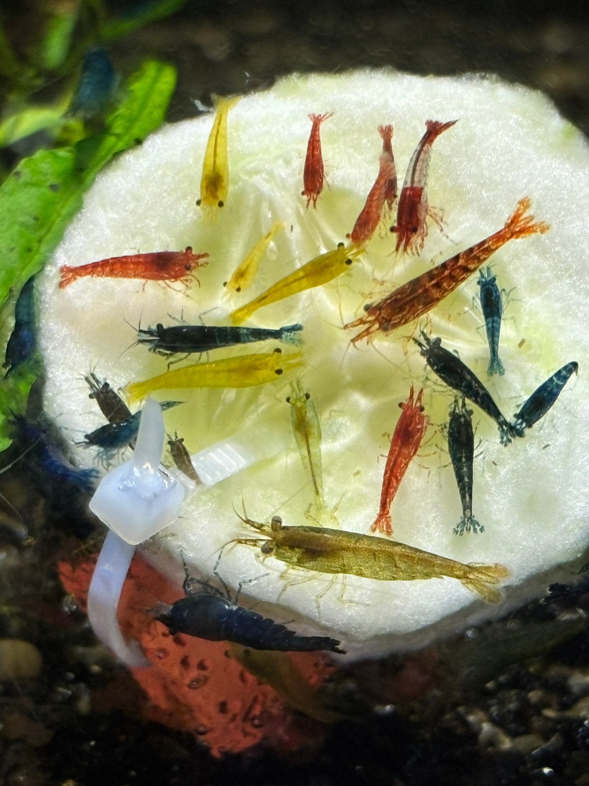 Neocaridina Davidi garnalen kleurenmix, Dieren en Toebehoren, Kreeft, Krab of Garnaal, Zoetwatervis, Schoolvis