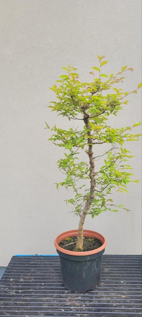 Bonsaï Zelkova Serrata, Enlèvement