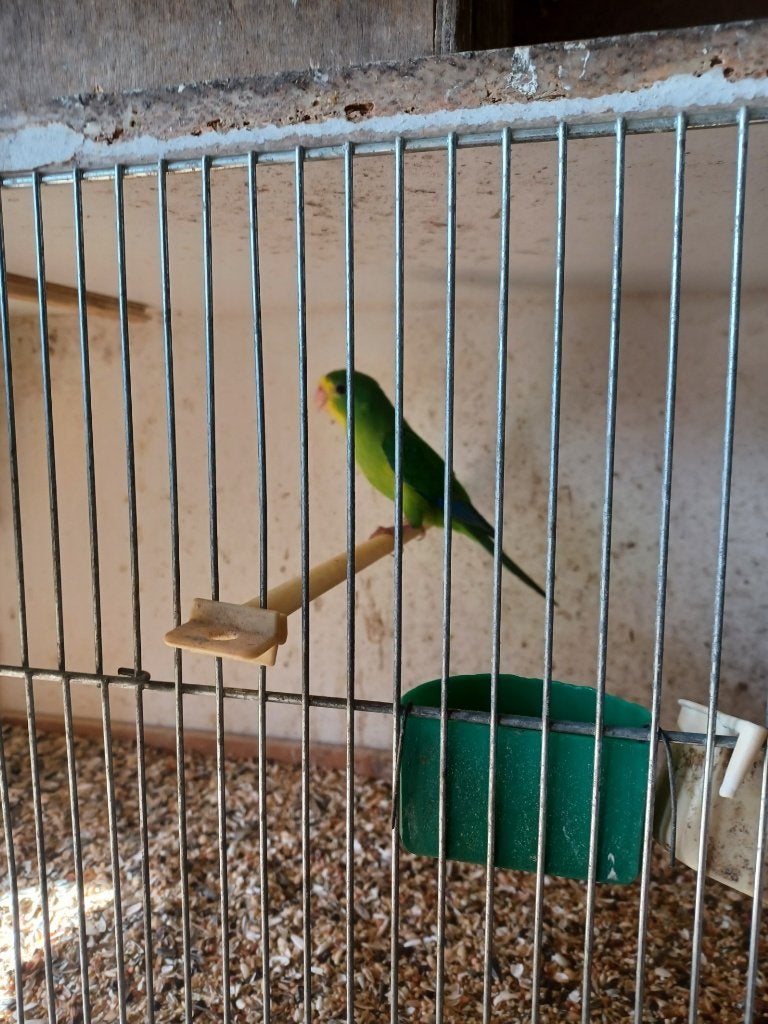 tekoop, Dieren en Toebehoren, Meerdere dieren, Parkiet, Geringd