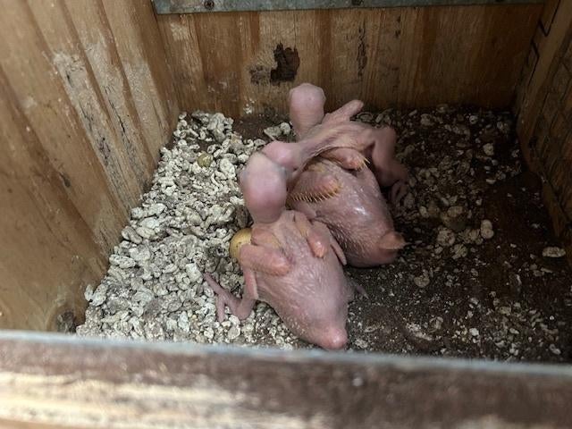 halsbandparkieten lutino voor handopfok, Dieren en Toebehoren