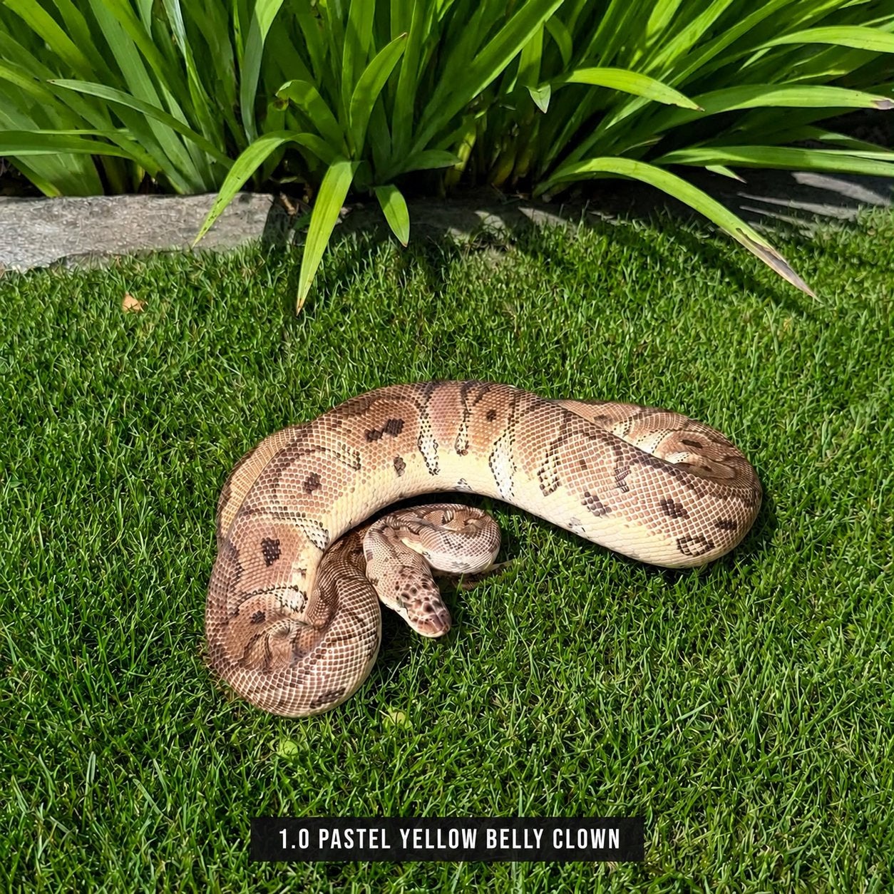 PYTHON REGIUS - CLOWN Ball Python - male for sale from T-R-E