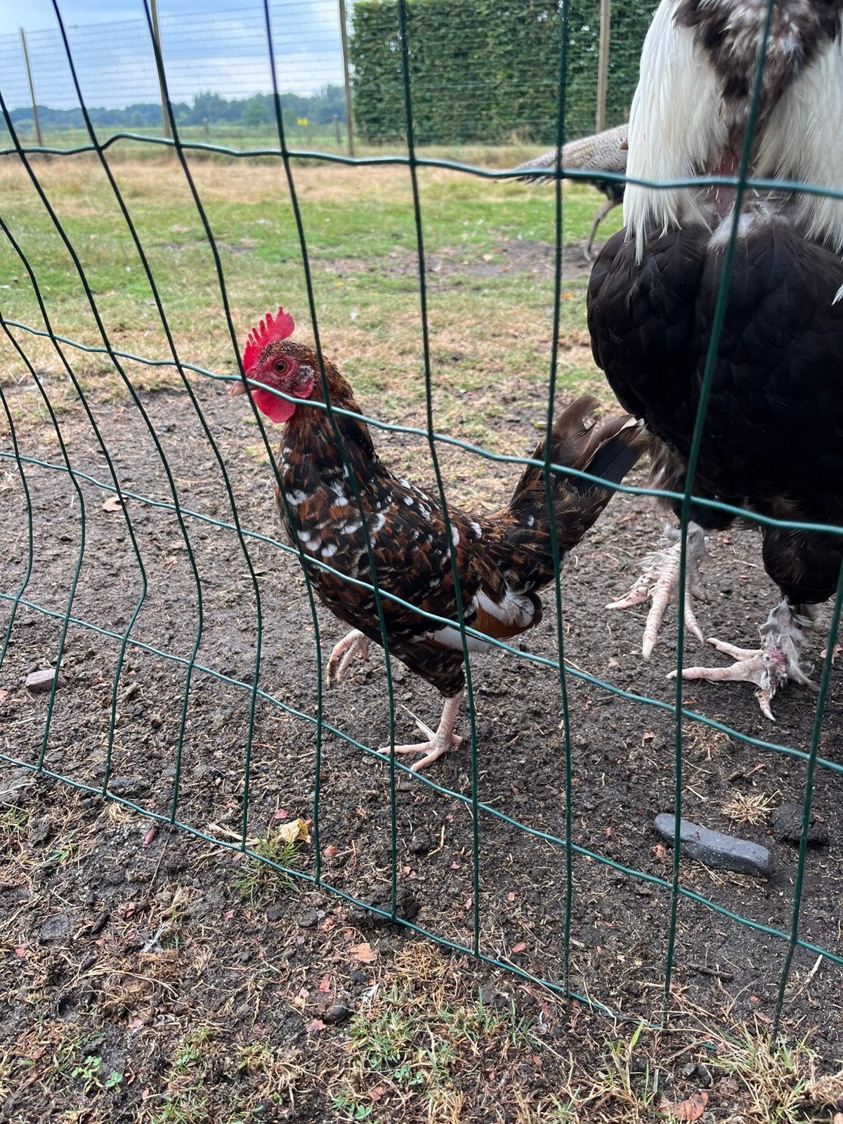 Trio Doornikse kriel, Dieren en Toebehoren, Pluimvee
