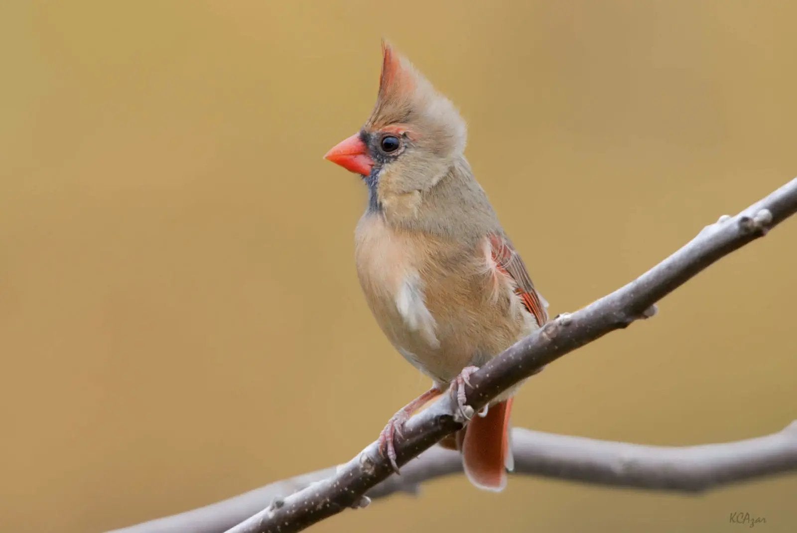 GEZOCHT: rode kardinaal (pop), Dieren en Toebehoren, Vogels | Overige Vogels