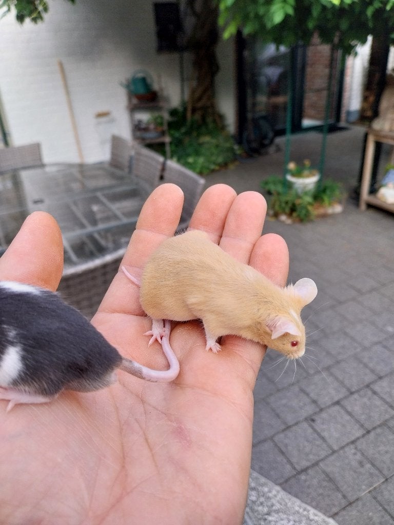 Kleurmuizen, Dieren en Toebehoren, Muis, Juli, Meerdere dieren, Tam