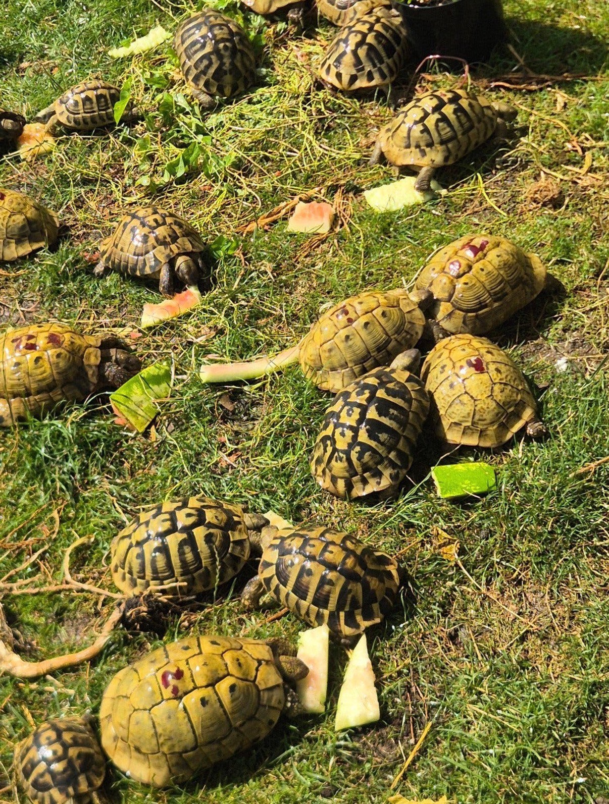 Tortue Herman boëtegri femelle adulte, Enlèvement