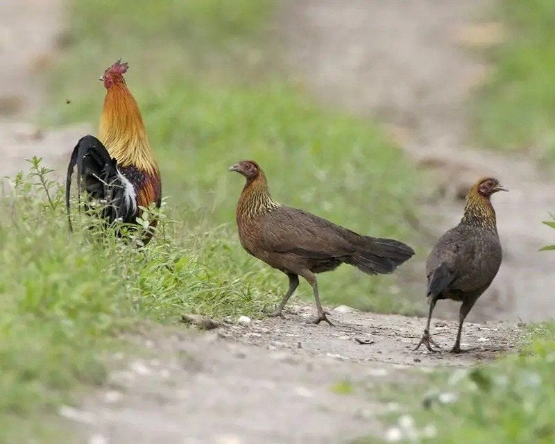Gezocht bankivahoender - rodekam hoender, Dieren en Toebehoren, Meerdere dieren, Kip
