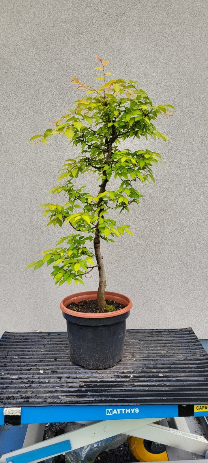 zelkova serrata bonsai, Tuin en Terras, Bloembollen en Zaden, Ophalen