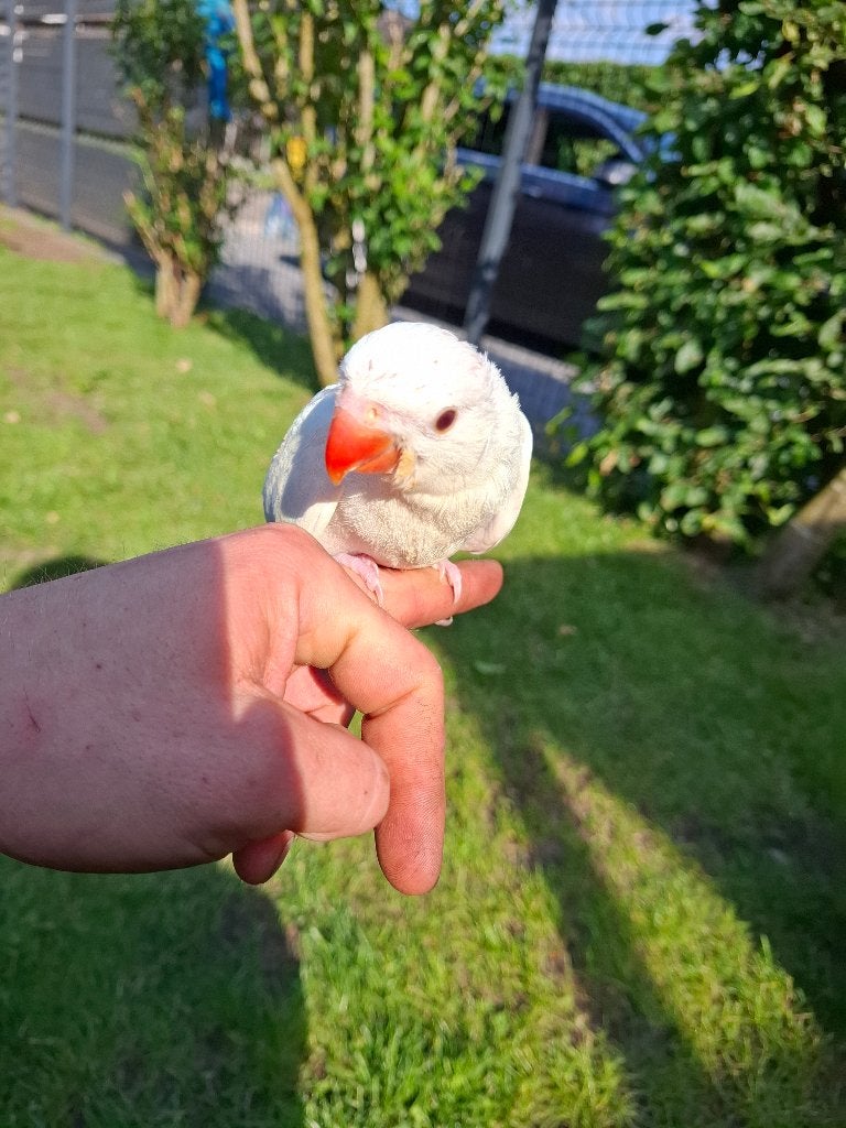 Halsbandparkiet, Dieren en Toebehoren, Vogels | Parkieten en Papegaaien, Geslacht onbekend, Papegaai, Geringd