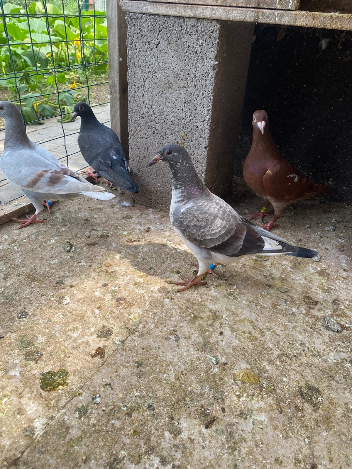 Zomer jongen, Dieren en Toebehoren, Vogels | Duiven, Meerdere dieren, Postduif